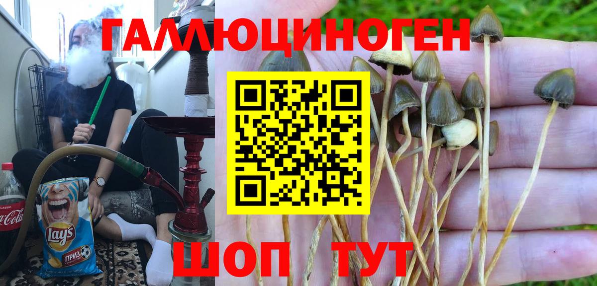 дарнет шоп  Псилоцибиновые грибы Psilocybe  Буйнакск  Вход с VPN  Галлюциногенные грибы Magic Shrooms 